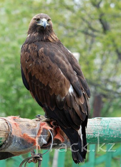 Steppe Eagle-adult male-Aquila ripalensis